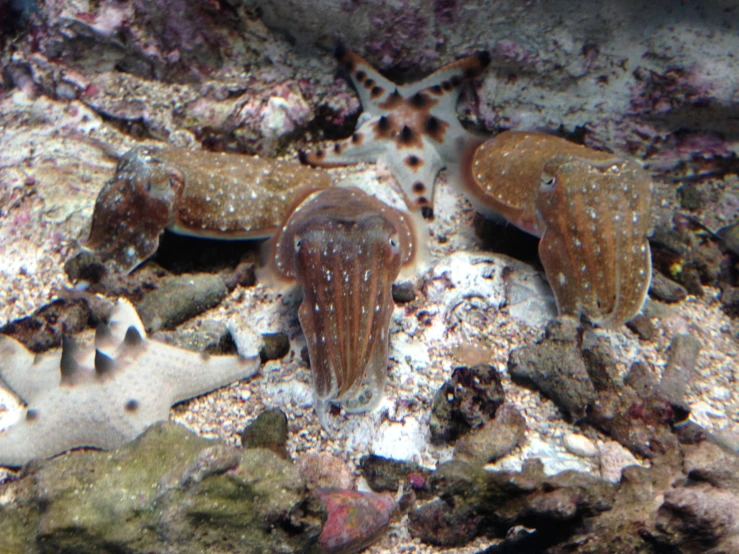 a couple of small octo fish swimming on rocks