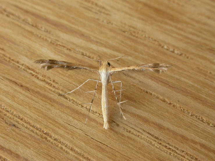 a small white insect standing on a wood table