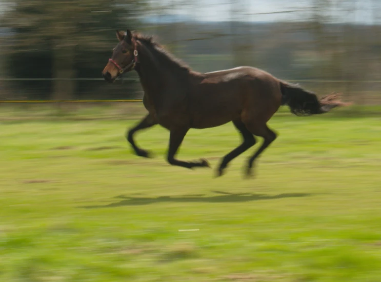 a blurry picture of a brown horse in motion