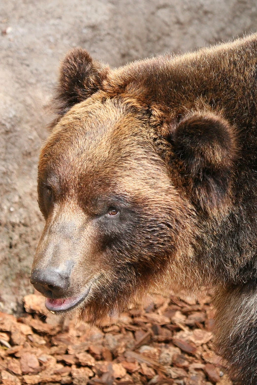 a close up of a bear on a rock surface