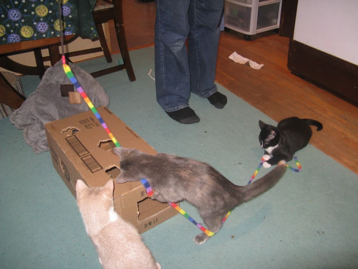 two cats playing with a box on the floor