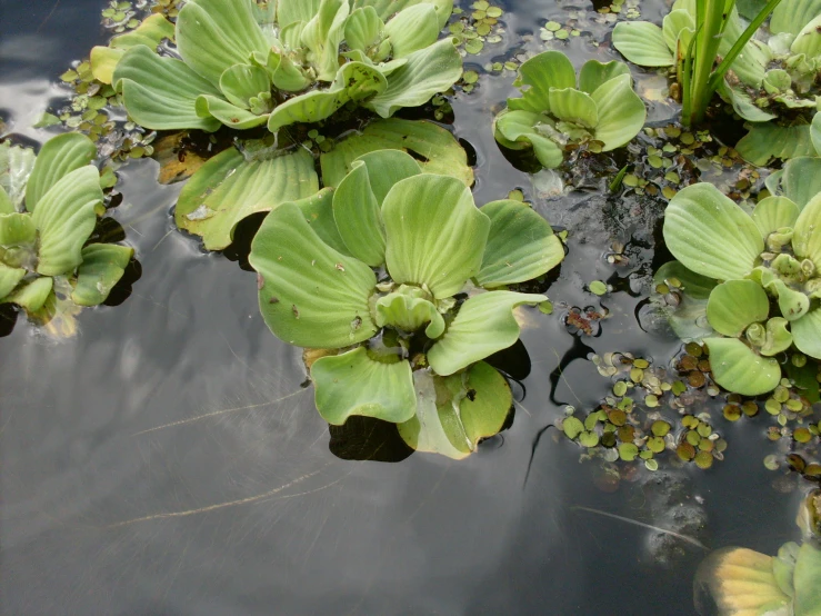 close up of leaves floating on top of a lake
