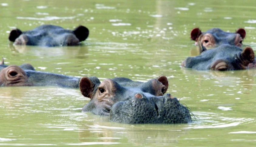 a group of hippo submerged in water with their heads turned and mouths open