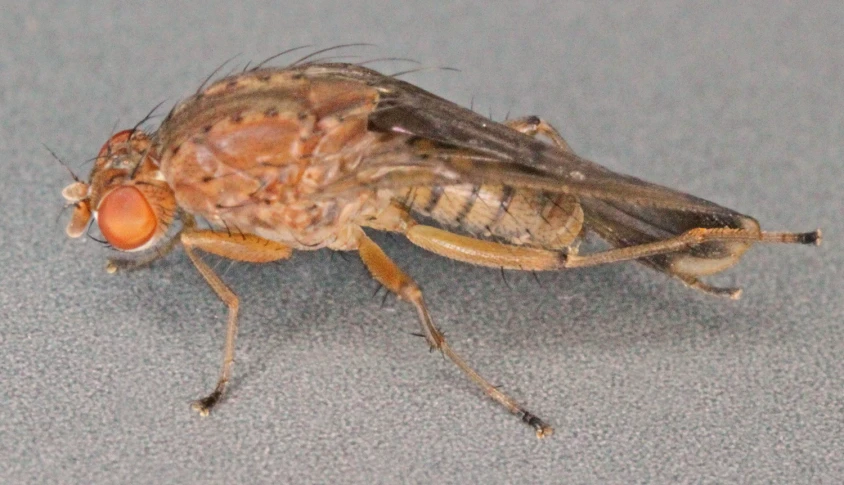 close up of an insect on the ground