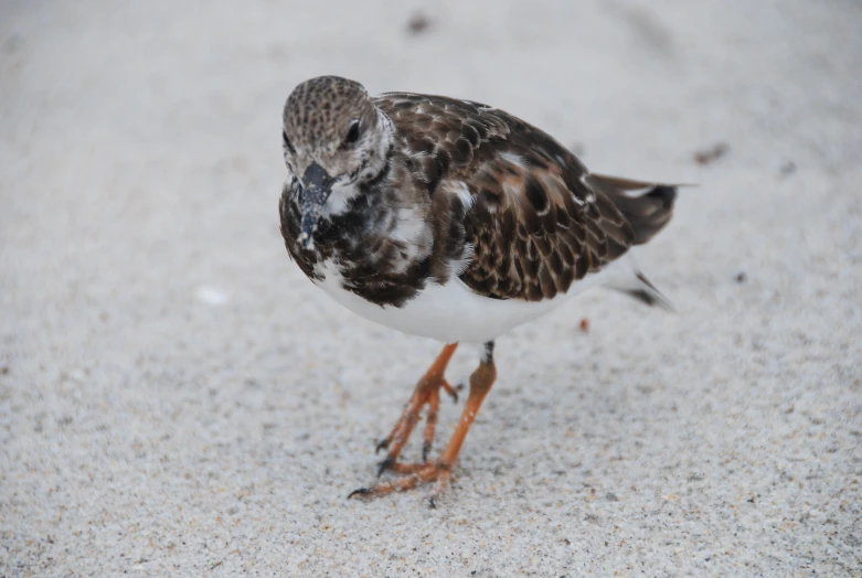 a little bird standing on the ground next to a piece of plastic