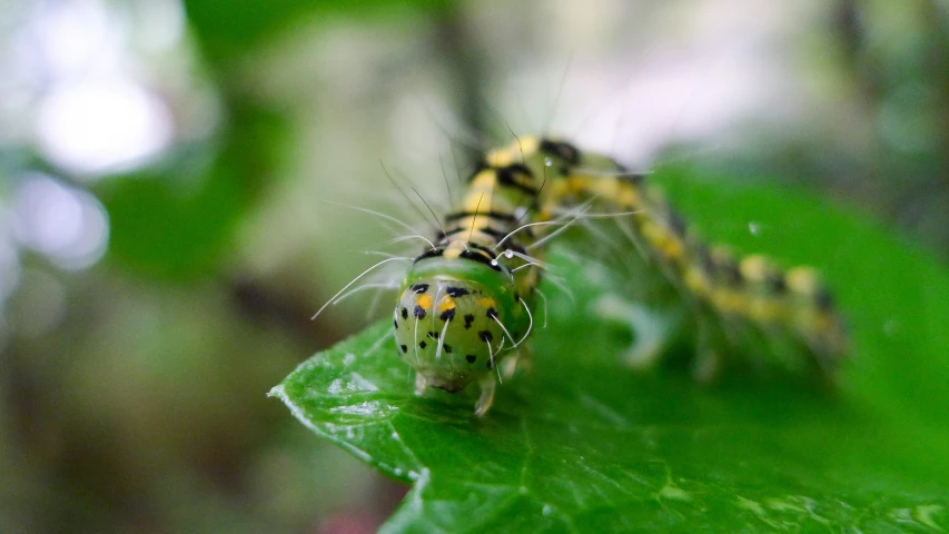 two black and yellow bugs on top of green leaves