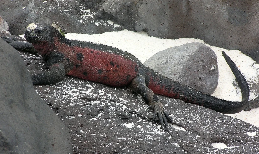 a marine dragon laying on the ground near rocks