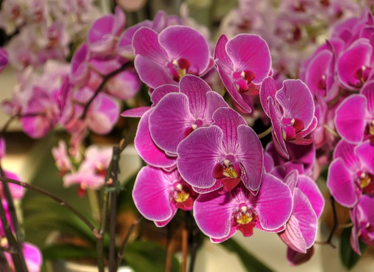 a bunch of purple orchids are sitting in a vase