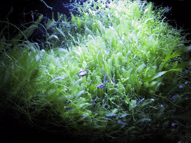 a plant that is growing inside of some water