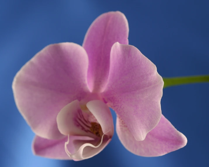 close up of an orchid's bloom with blue background