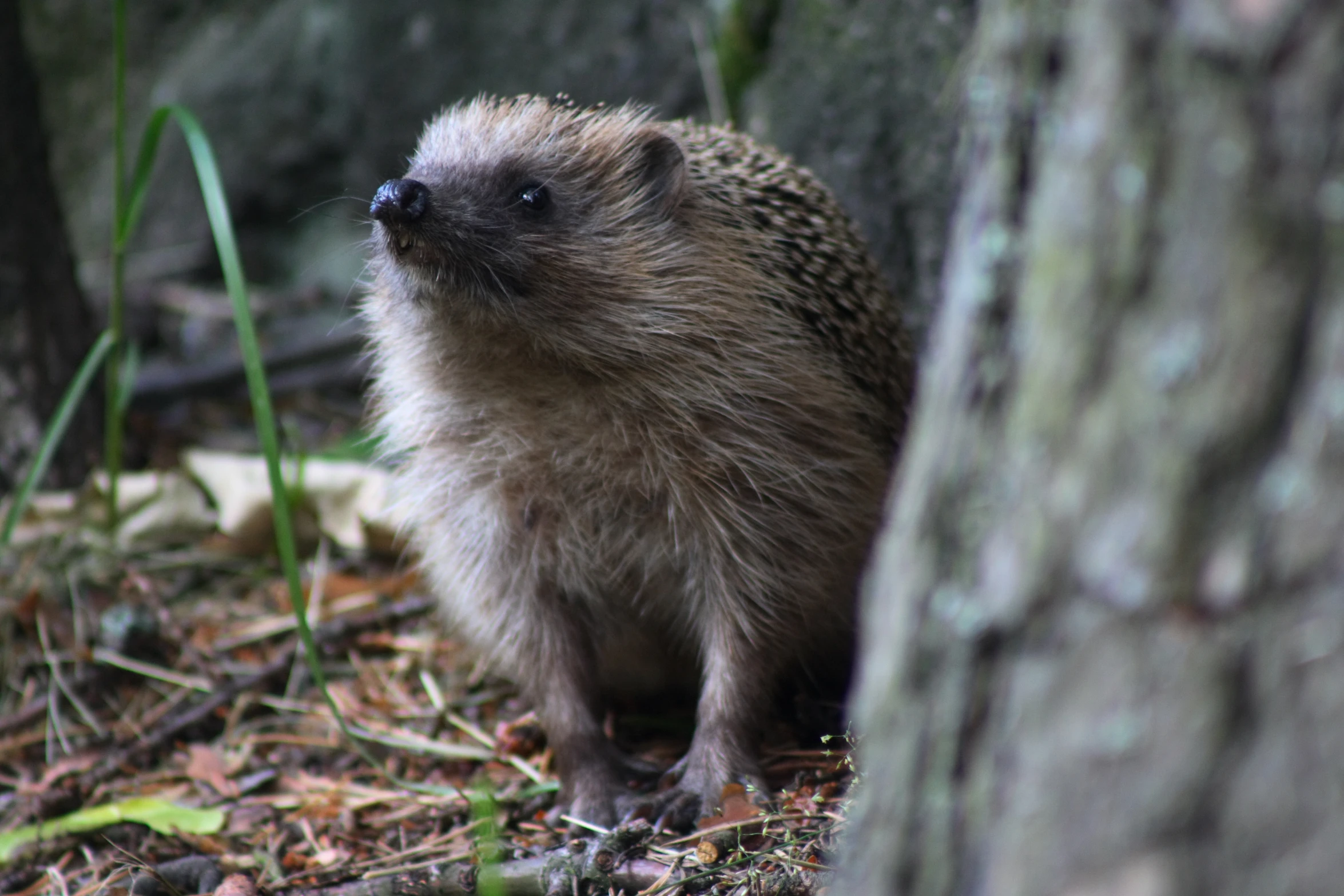 an animal is standing outside on the ground