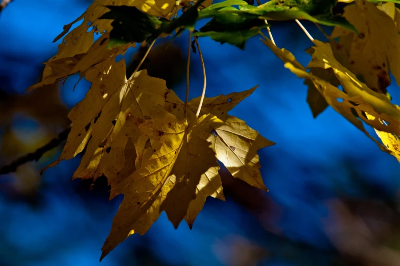 a closeup of a nch with leaves