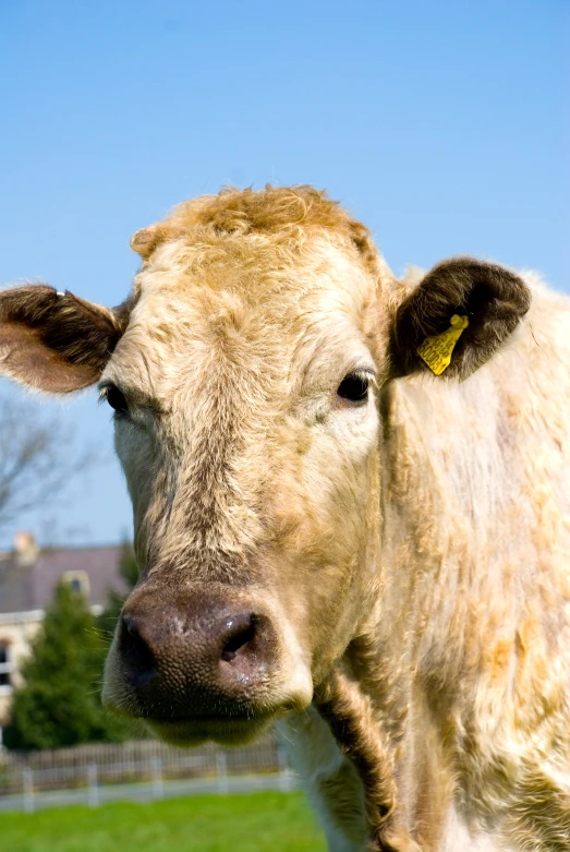 this is an image of a cow in the field