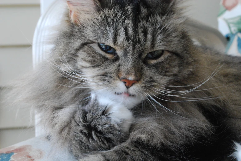 a grey tabby cat laying on top of a chair