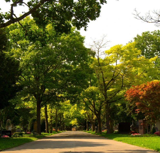 a street with several trees lining the sidewalks