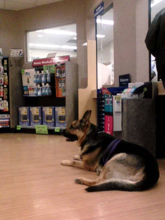 the dog is sitting on the floor at the store