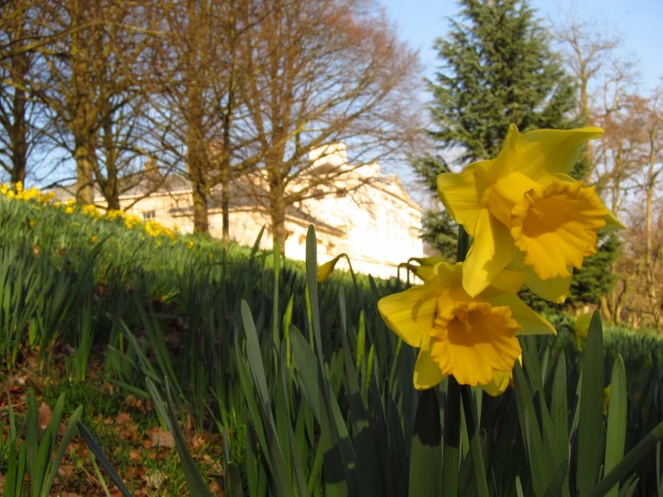 two yellow flowers grow near a grassy hill