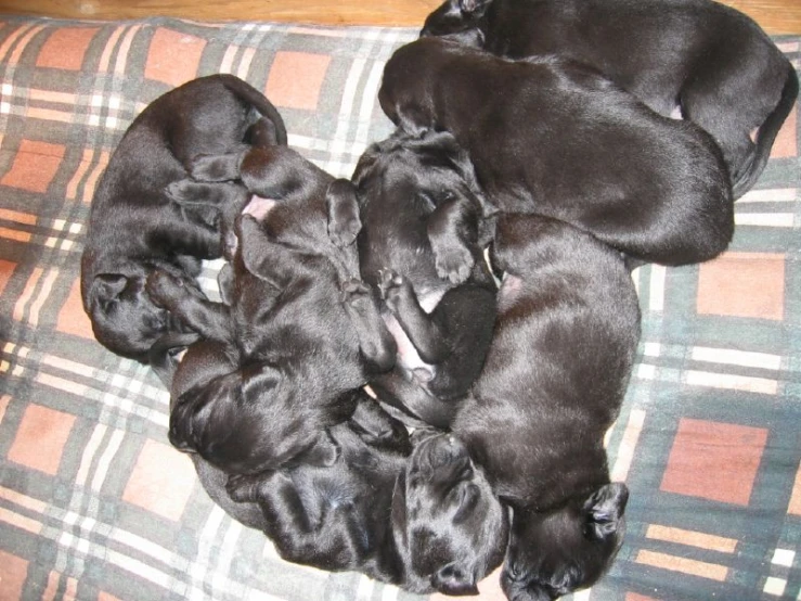 seven puppies that are all laying on the same cushion