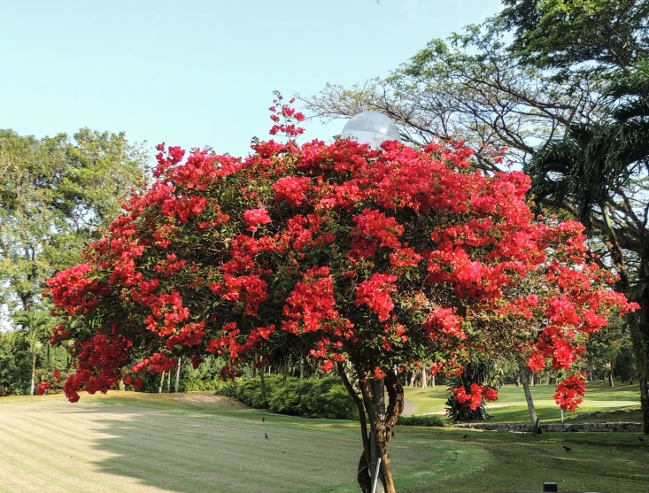 a big red tree with blooming flowers by some trees