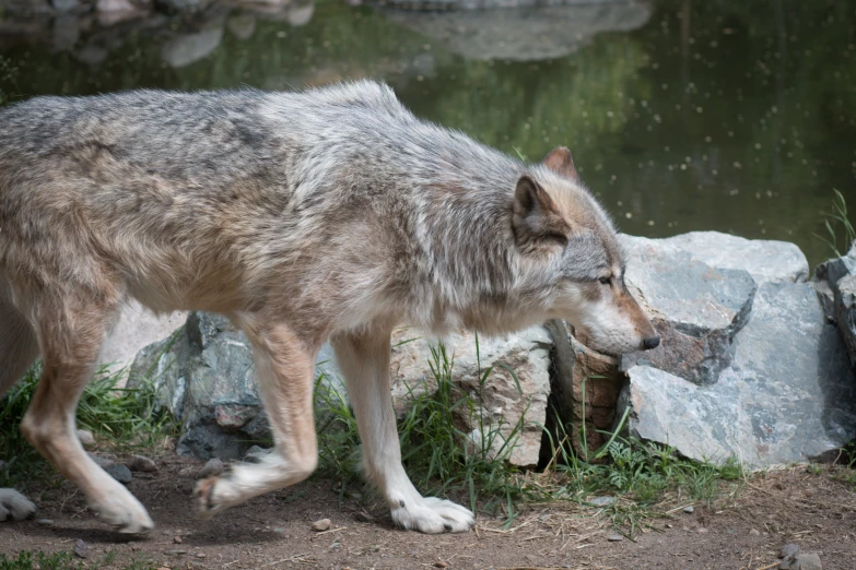 a wolf walks along side a body of water