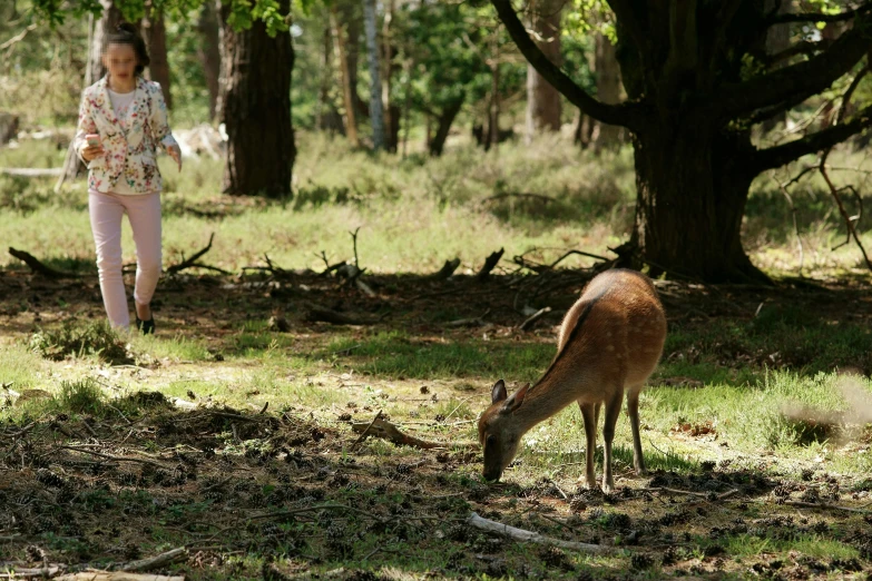 a  is walking behind an antelope