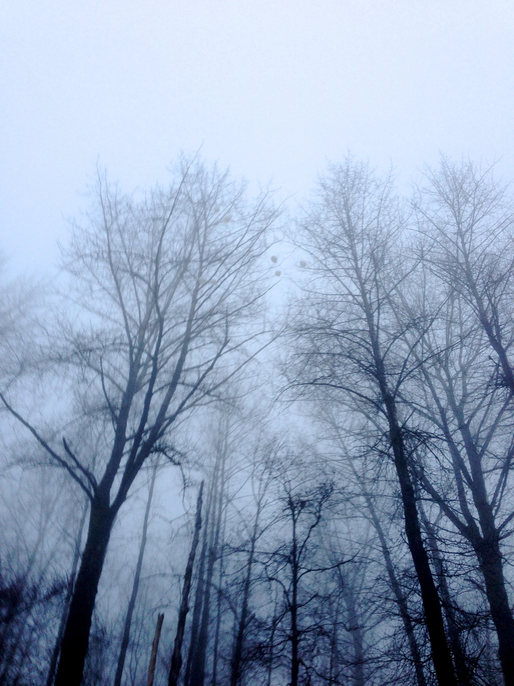 a view from a park with bare trees and birds in the distance