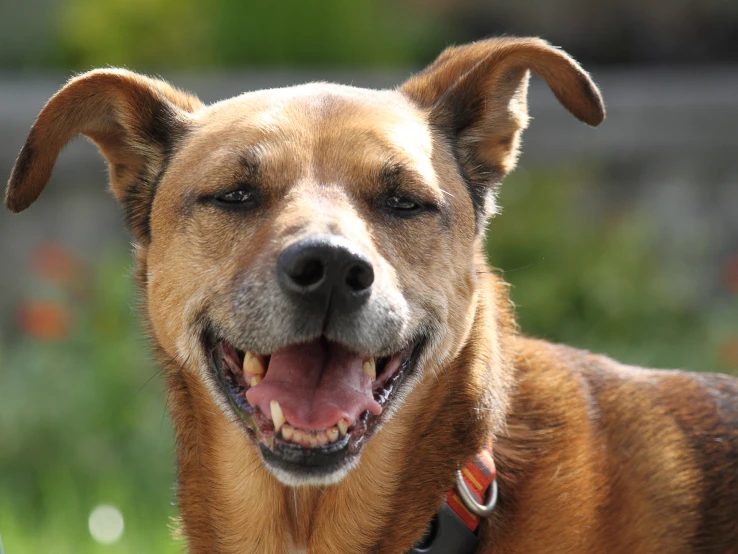 a dog with its mouth open looking at the camera