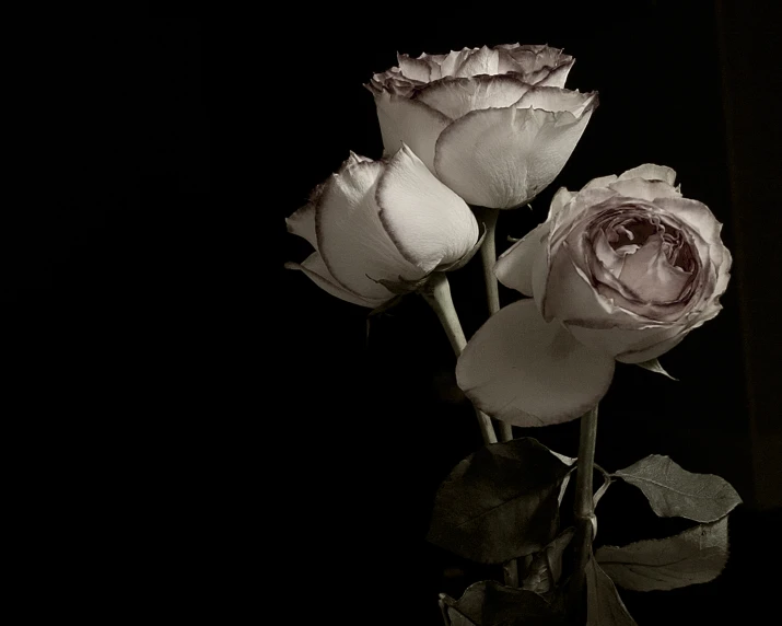 three white roses with leaves in a glass