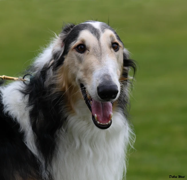 an adorable dog is panting on a leash