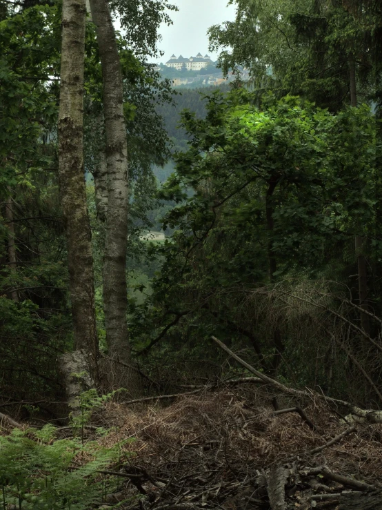 a view from the forest of a valley and a river