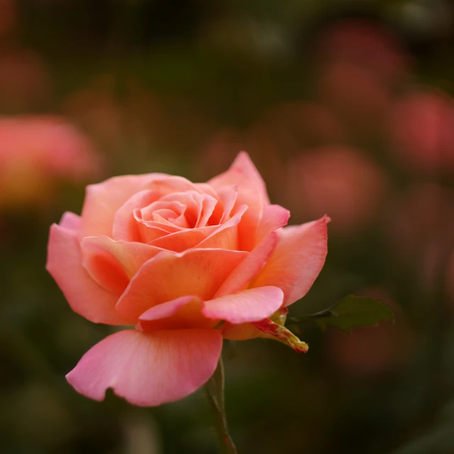 pink flower with long green leaves outside