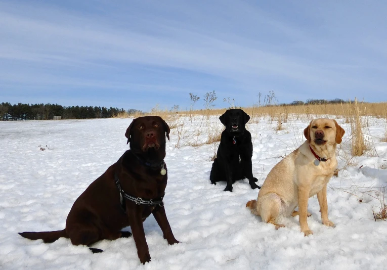 four dogs are sitting in the snow together