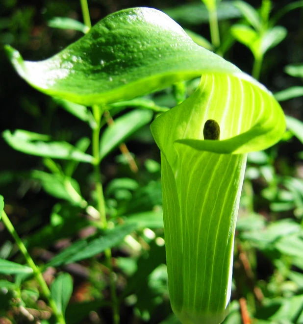 a green leaf with the inside of a flower