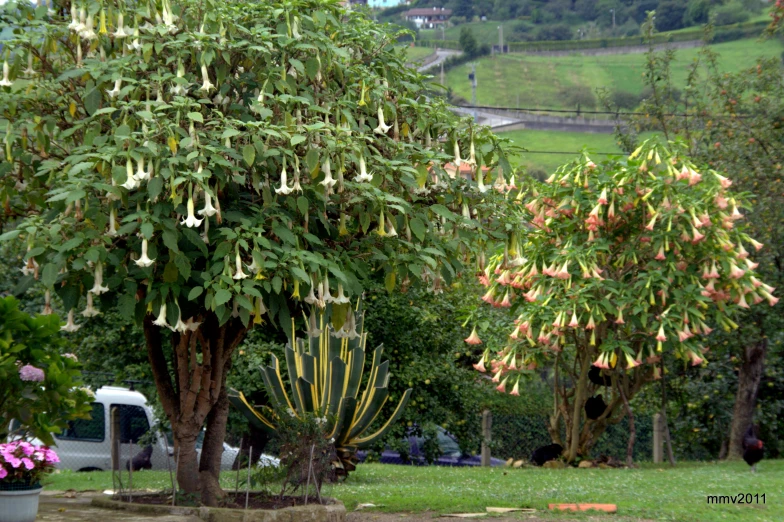 a plant with long white flowers in a green garden