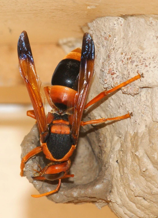 a close up of a small insect on a rock