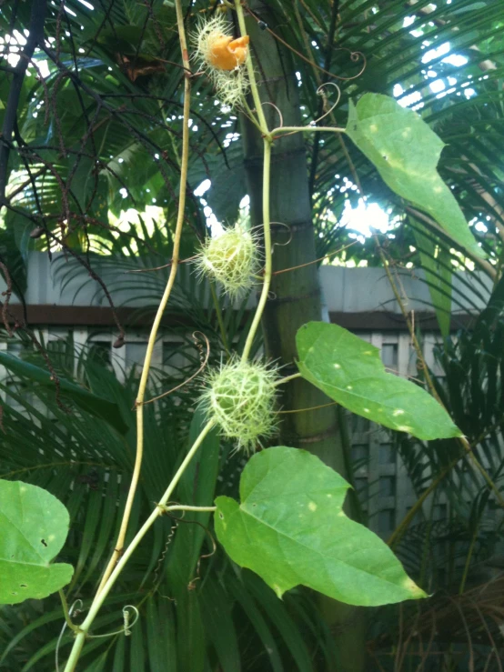 some large green leaves hanging off the side of a tree