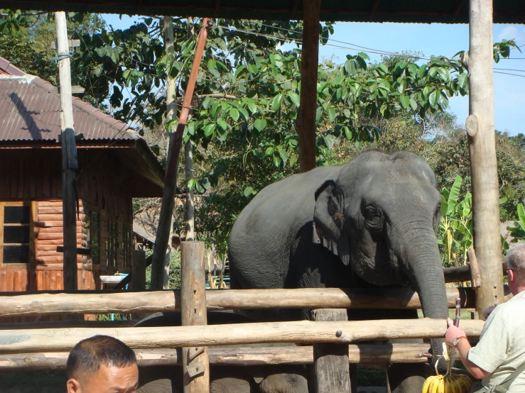 an elephant is standing near the fence while some men are watching