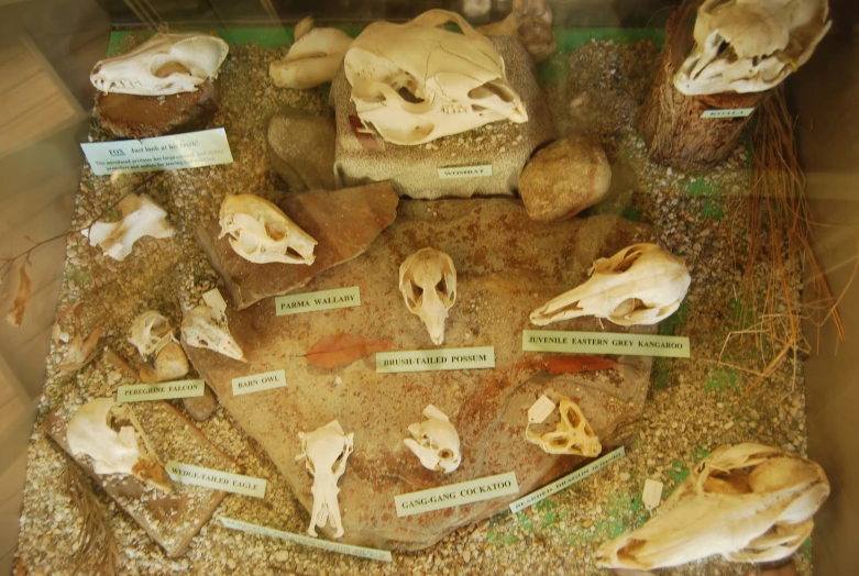 the skeleton museum shows different types of skeletons