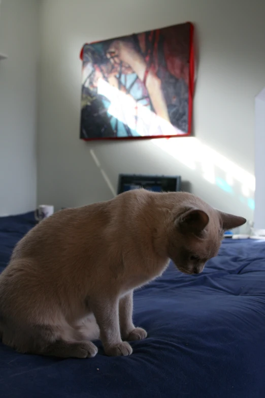 a tan cat sitting on a blue blanket looking at a picture