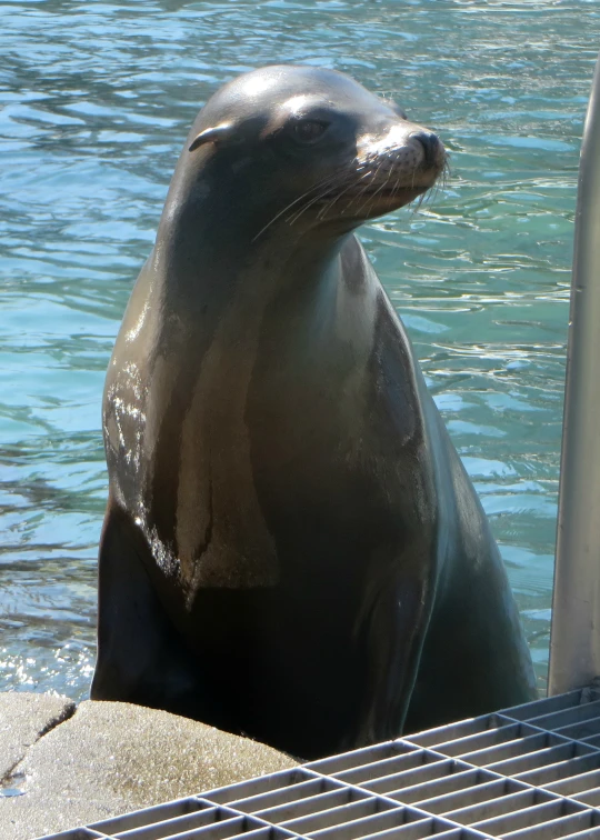 a seal with his eyes closed near the water