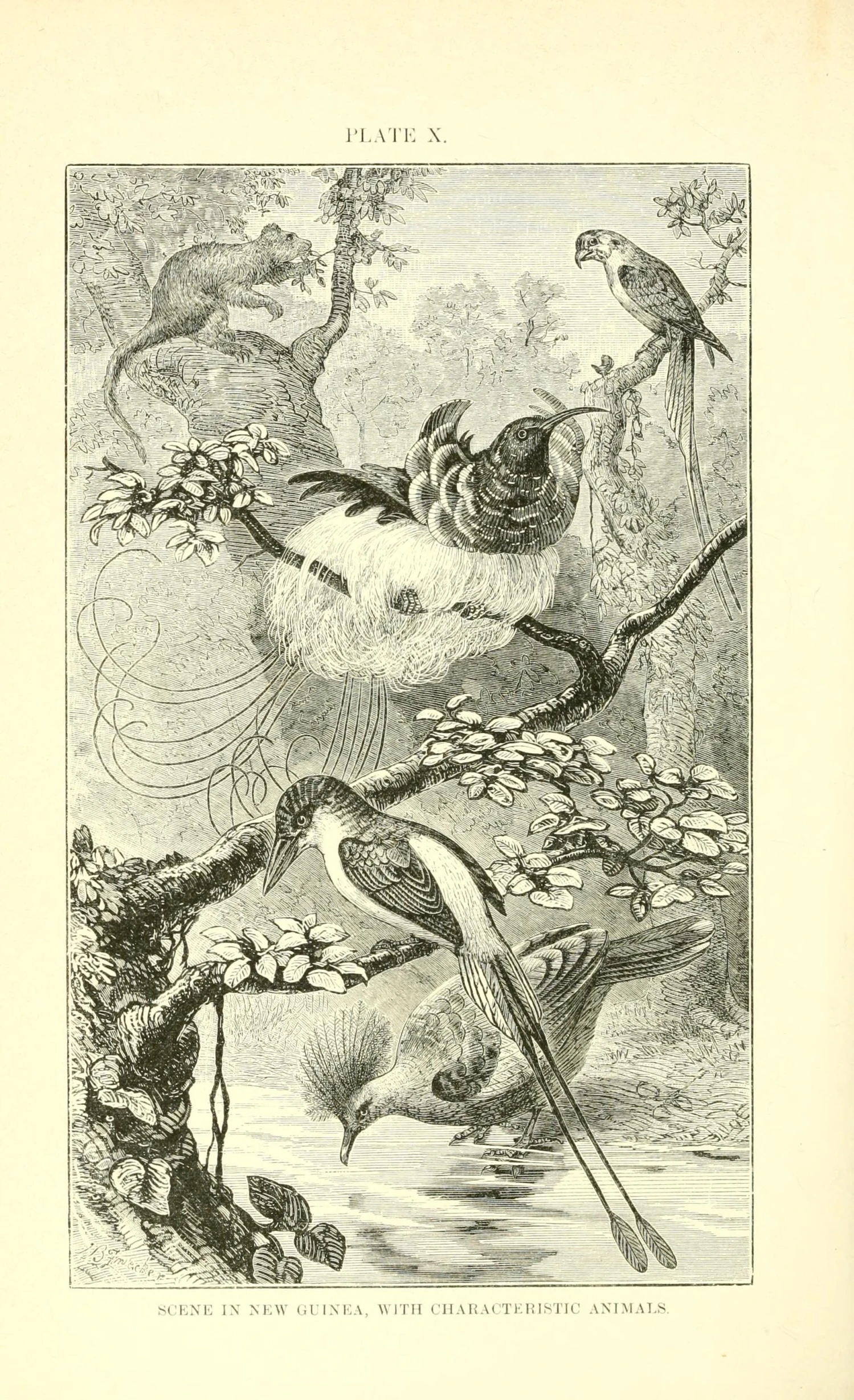an old, black and white book cover with an illustration of birds on a tree nch