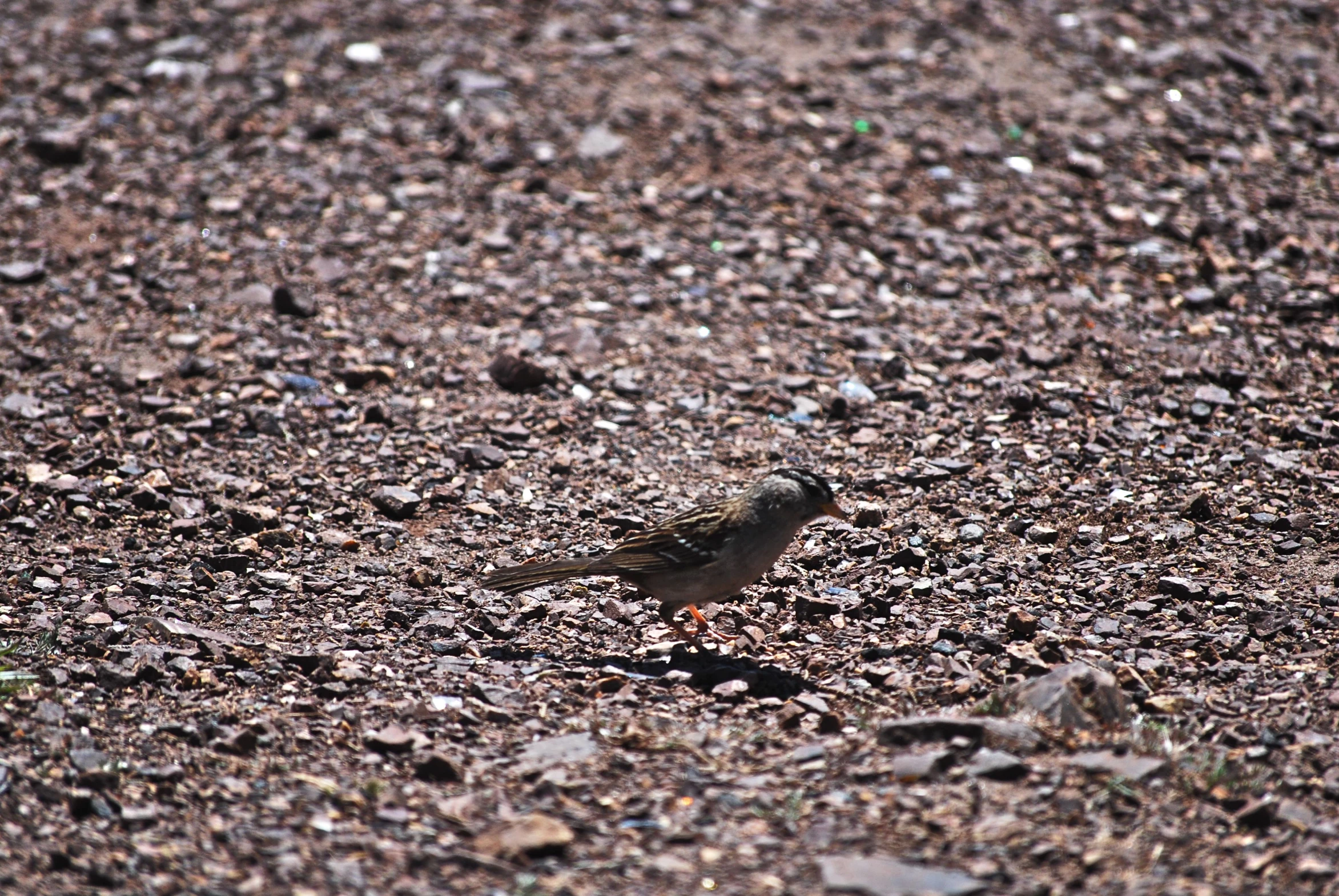 there is a small bird standing in the dirt