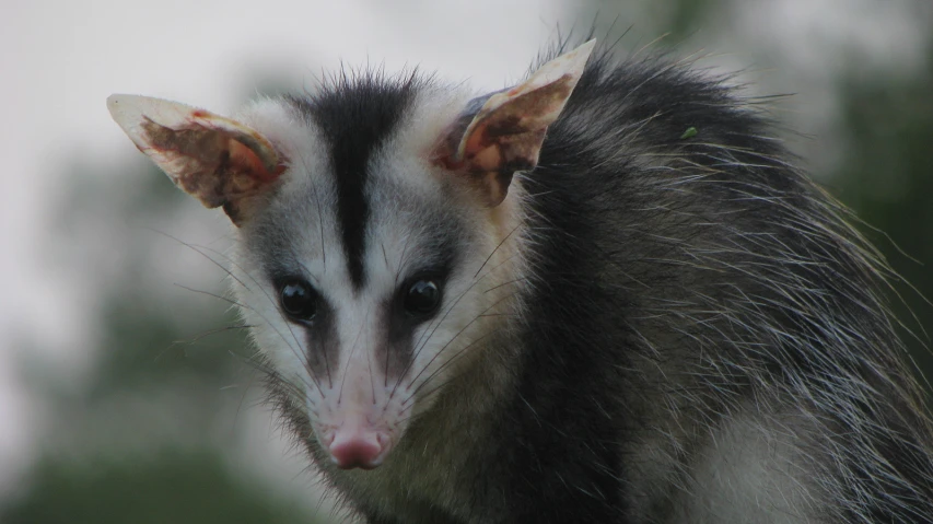 this is an image of a gray and white animal