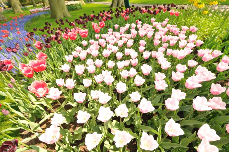 many different colored flowers in the flower garden