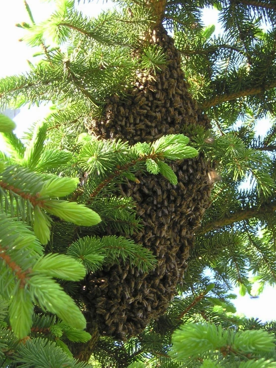 a huge swarm hanging from a pine tree