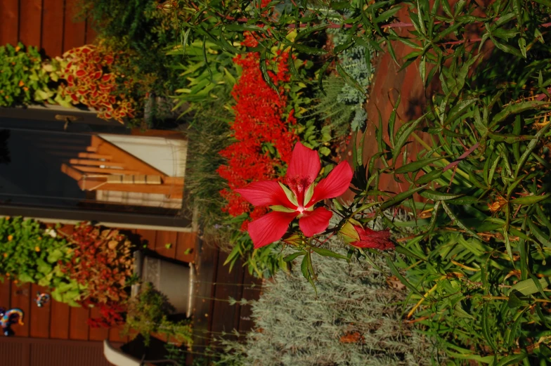 red flowers stand out among many green bushes and plants