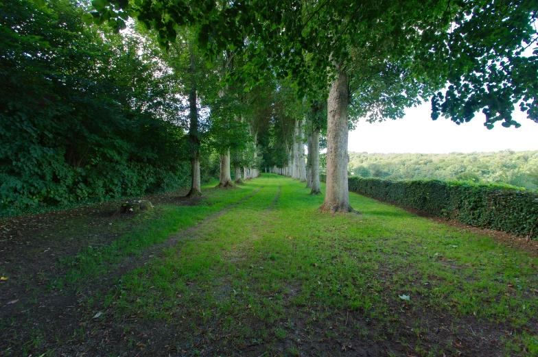 a row of trees in the middle of an open area