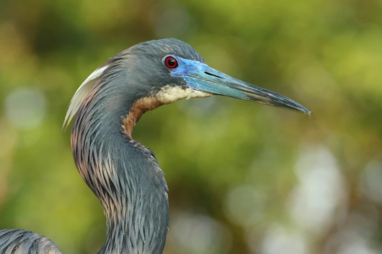 a bird with a long neck stares directly into the camera