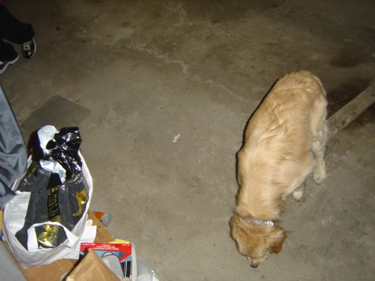 a large brown dog standing next to some stuff