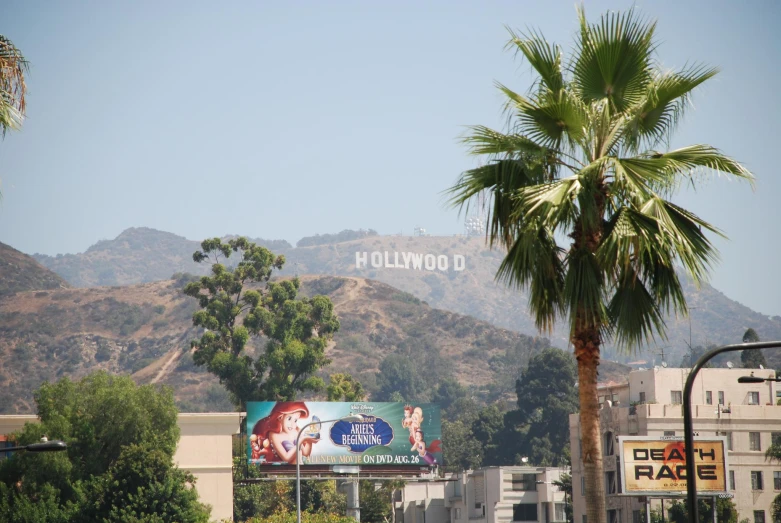 palm trees on the side of a road next to a hollywood sign